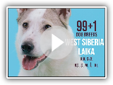 West Siberian Laika / 99+1 Dog Breeds